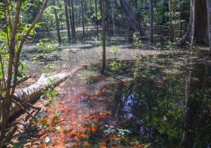 Dinossauros viveram na Amazônia, descobrem pesquisadores de Roraima